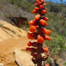 Flower on the way to the camp Terreiao